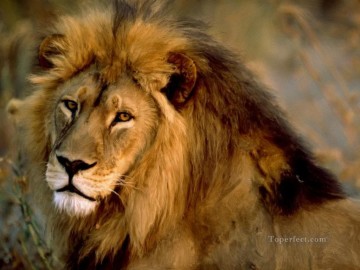 Animal Painting - león 16